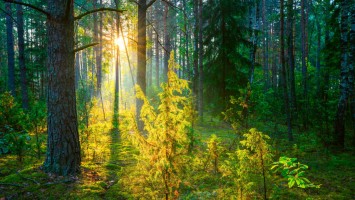 Wald