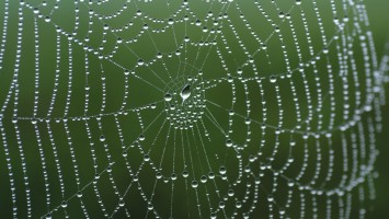 Die Natur als Quelle der Inspiration 