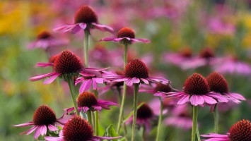 Sonnenhüte (Echinacea)