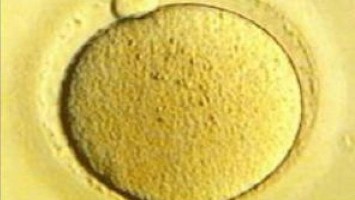 Reife Eizelle im Mikroskop