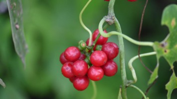 Tinospora cordifolia