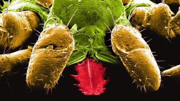 In Risikogebieten tragen circa 1–2 % der Zecken das FSME-Virus.