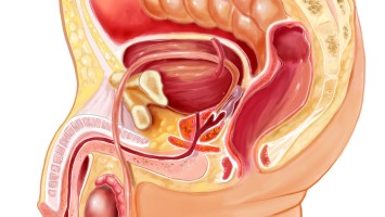 Männliche Reproduktionsorgane Zeichnung