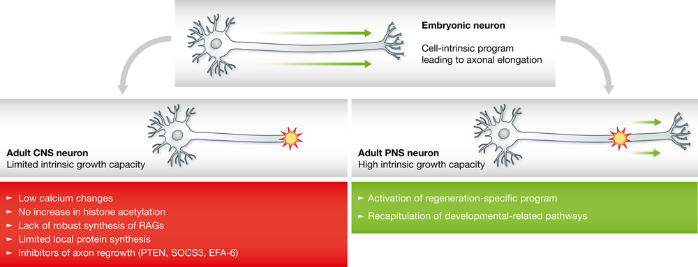 Cell intrinsic control of axon regeneration | EMBO Reports