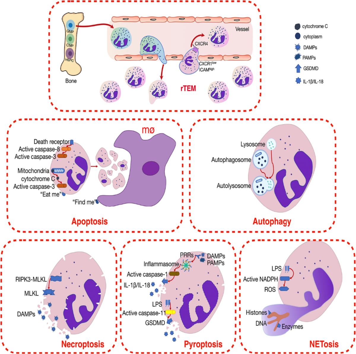 Effects of neutrophil fate on inflammation | Inflammation Research