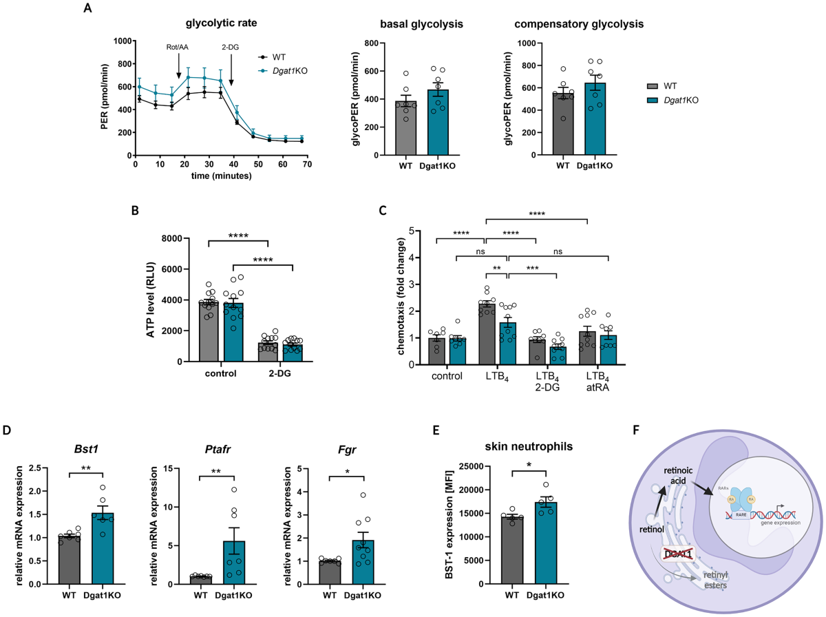 Tirei para lavar e para treinar costas 🦋, Skin 2026, image size:1200x896