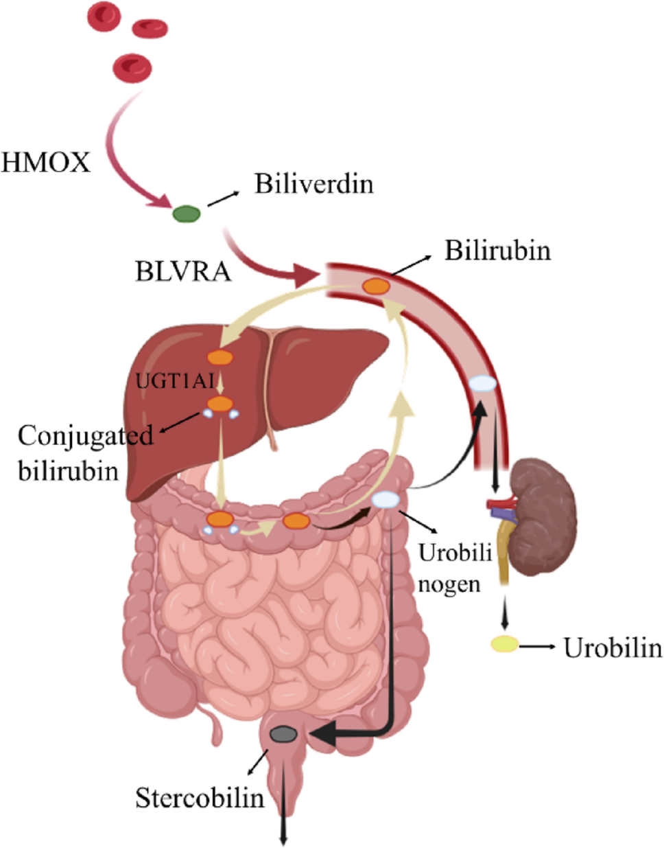 Bilirubin metabolism and its application in disease prevention: mechanisms  and research advances | Inflammation Research