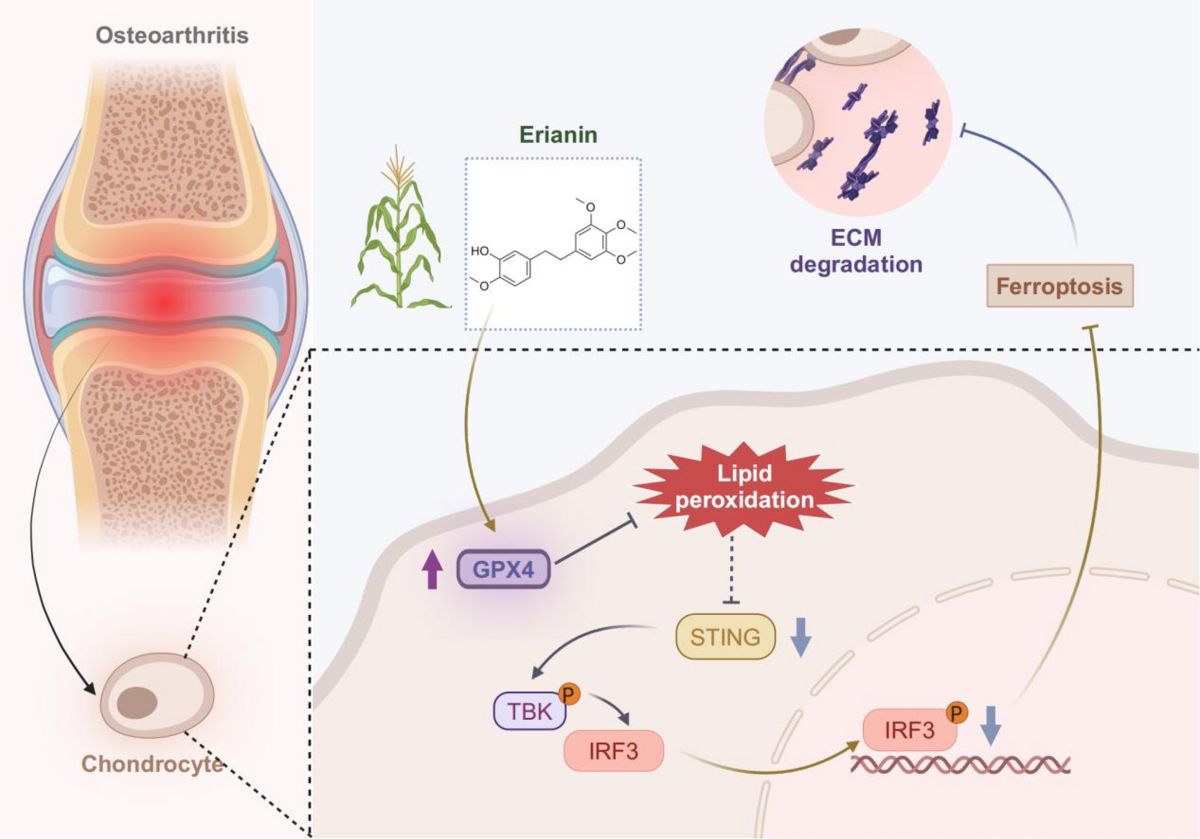 Erianin protects chondrocytes against IL-1β-induced oxidative stress and ferroptosis by activating GPX4/STING signaling in osteoarthritis | Inflammation Research