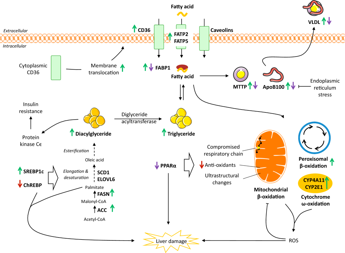 liposomal glutathione nafld liver disease study IV for Detox: Support & Benefits Frontiers | Natural products intervene