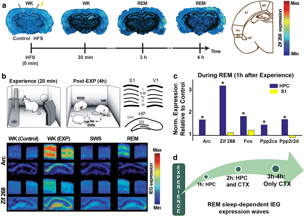 memory-corticalization-triggered-by-rem-sleep-mechanisms-of-cellular-and-systems-consolidation-cellular-and-molecular-life-sciences
