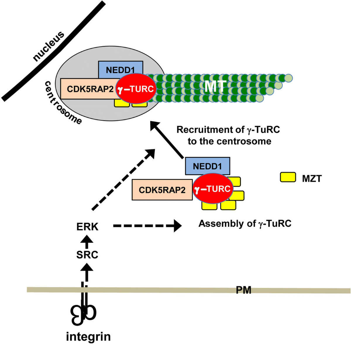 ghk-cu interacts with integrins Buy GHK-Cu Peptide (200mg) main image 0