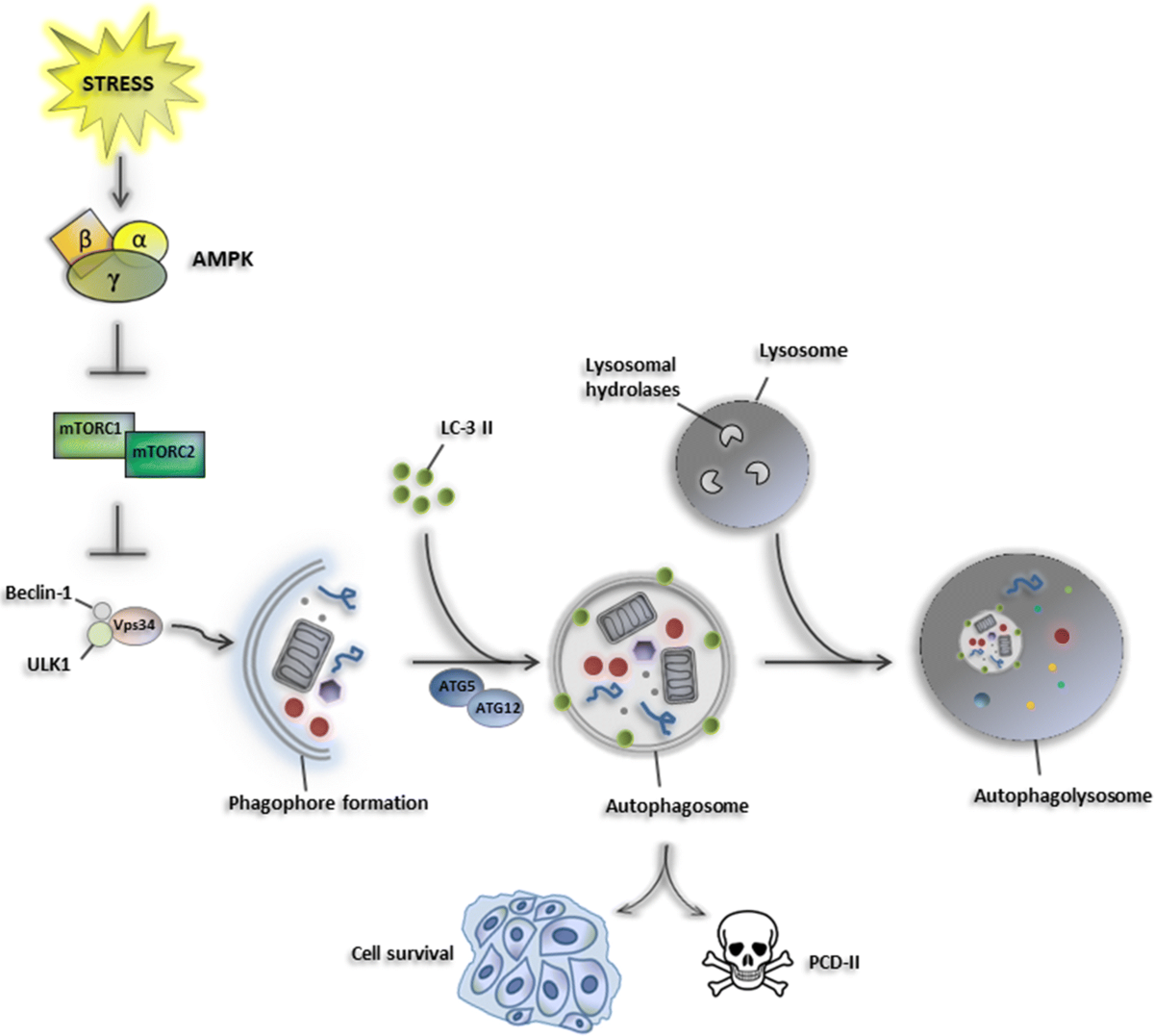 Targeting autophagy using metallic nanoparticles: a promising strategy for  cancer treatment | Cellular and Molecular Life Sciences