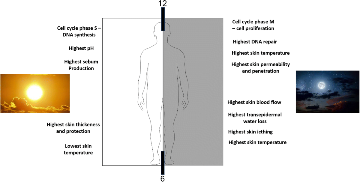 The molecular clock in the skin, its functionality, and how it is disrupted in cutaneous melanoma: a new pharmacological target? | Cellular and Molecular Life Sciences | Springer Nature Link The molecular clock in the skin, its functionality, and how it is disrupted in cutaneous melanoma: a new pharmacological target? | Cellular and Molecular Life Sciences | Springer Nature Link