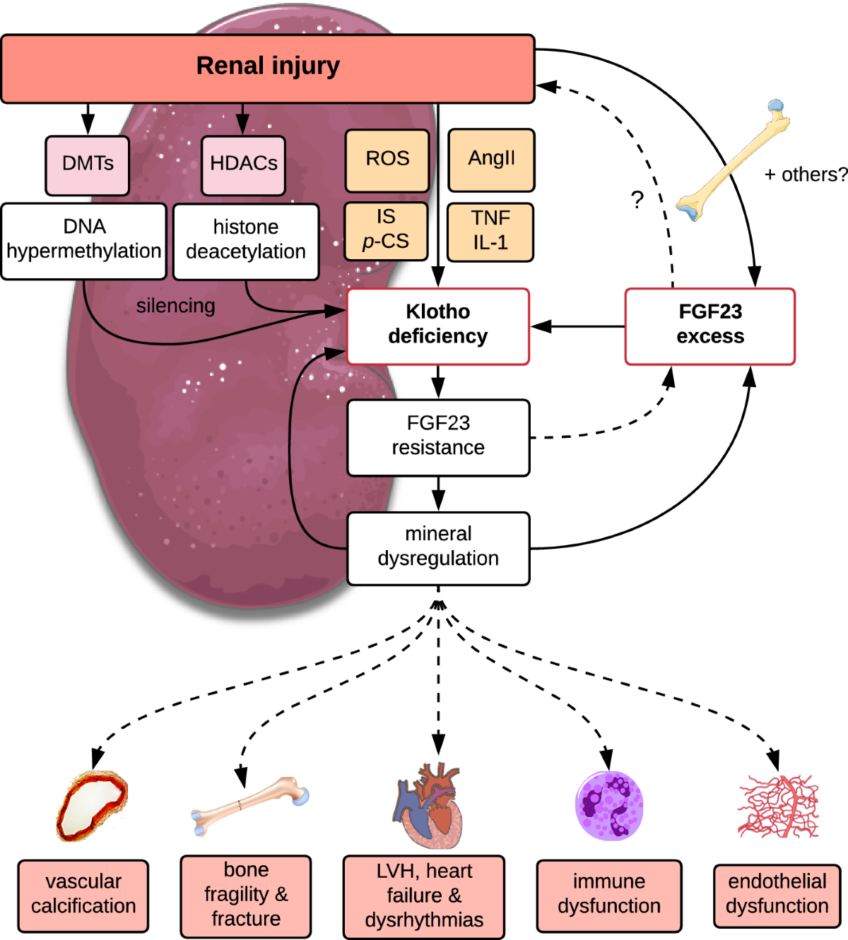 αKlotho–FGF23 interactions and their role in kidney disease: a molecular  insight | Cellular and Molecular Life Sciences | Springer Nature Link