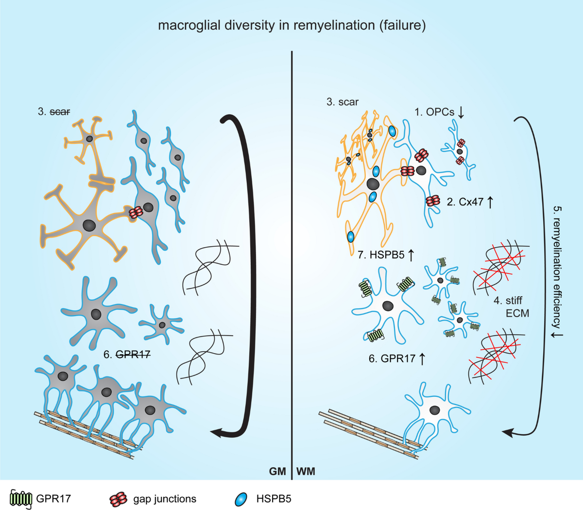 Macroglial diversity: white and grey areas and relevance to remyelination |  Cellular and Molecular Life Sciences