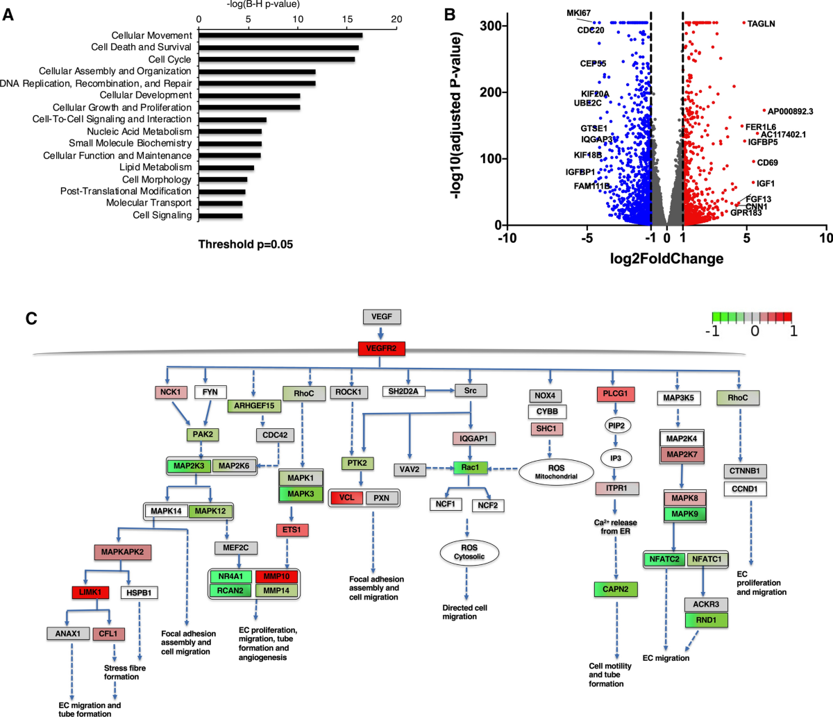 Protrudin regulates FAK activation, endothelial cell migration and  angiogenesis | Cellular and Molecular Life Sciences