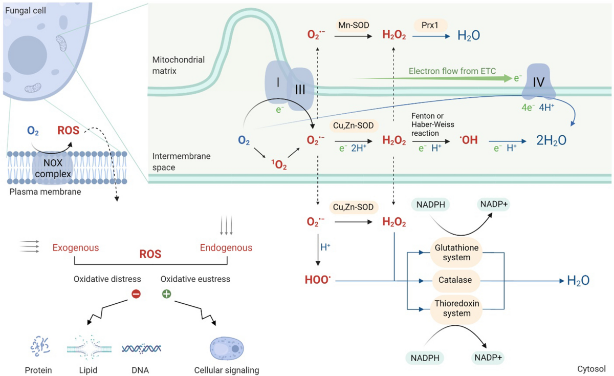 liposomal glutathione absorption studies Liposomal glutathione outperforms plain glutathione in uptake, cell  regeneration and systemic availability: evidence from cellular and human  models | British Journal of Nutrition