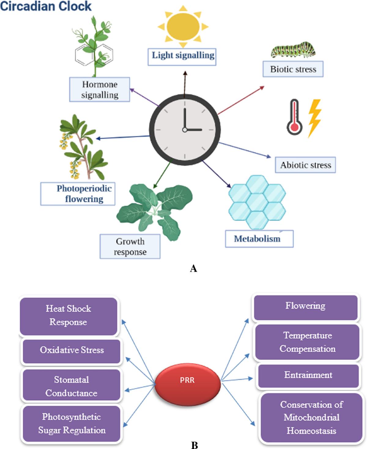 Environment-mediated mutagenetic interference on genetic stabilization and circadian  rhythm in plants | Cellular and Molecular Life Sciences | Springer Nature  Link
