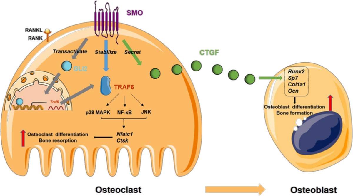 Targeting the Hedgehog Signaling Pathway to Improve Tendon-to-Bone  Integration