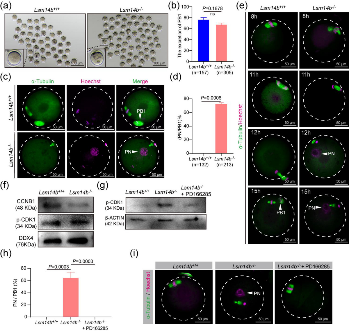 lsm14 LSM14B controls oocyte mRNA storage and stability to ensure female  fertility | Cellular and Molecular Life Sciences