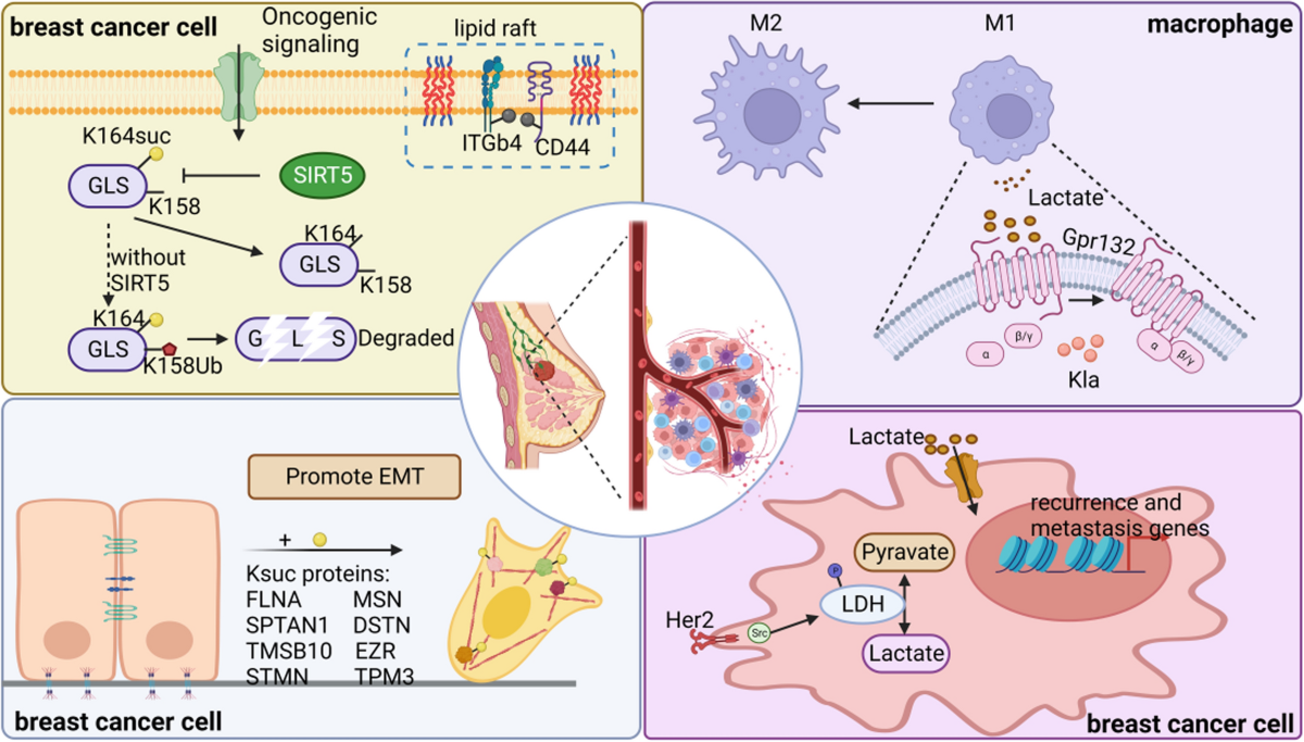 A glimpse into novel acylations and their emerging role in regulating  cancer metastasis | Cellular and Molecular Life Sciences