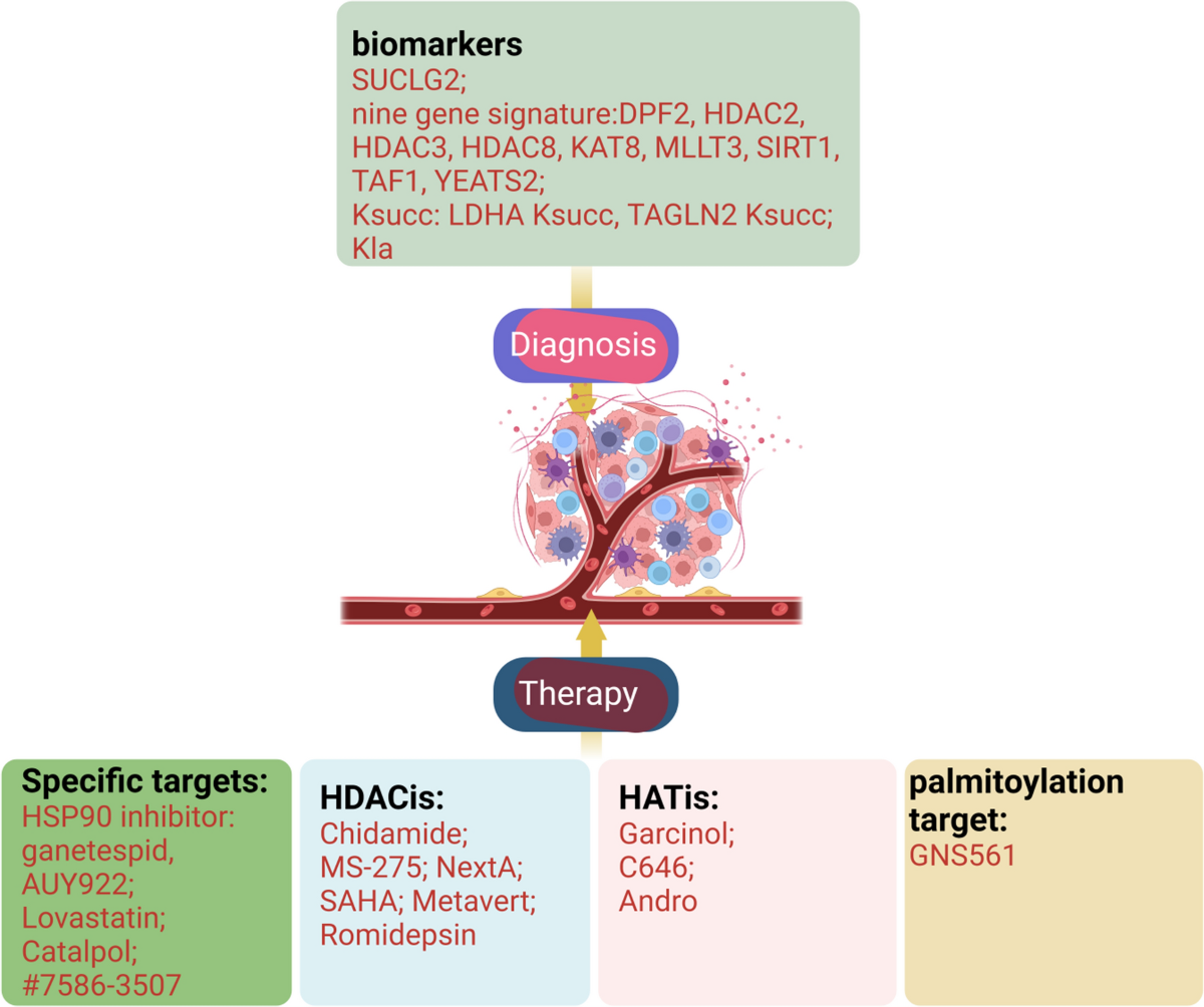 A glimpse into novel acylations and their emerging role in regulating  cancer metastasis | Cellular and Molecular Life Sciences