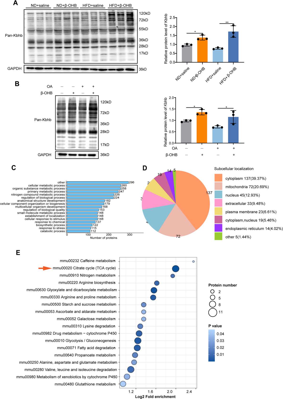 β-Hydroxybutyrate enhances malate dehydrogenase 2 β-hydroxybutyrylation to  alleviate hepatic steatosis in MASLD | Cellular and Molecular Life Sciences  | Springer Nature Link