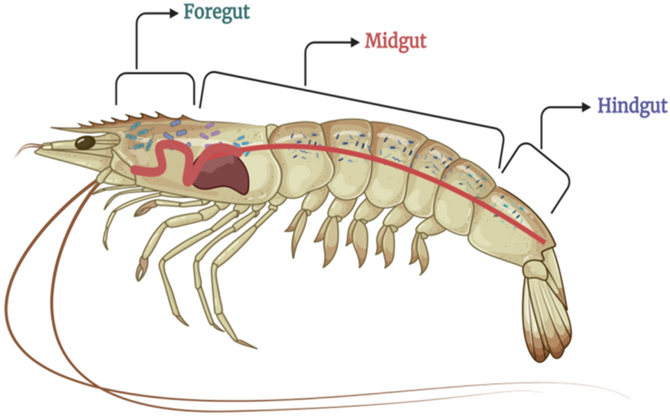 Golden Tiger Shrimp Health Problems: Prevention and Solutions