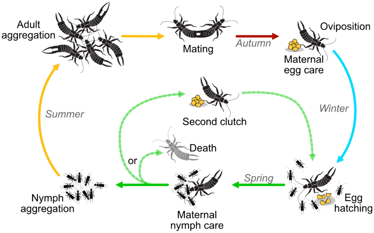 イヤーウィグ earwig/パスト past All about earwigs, curious victims 