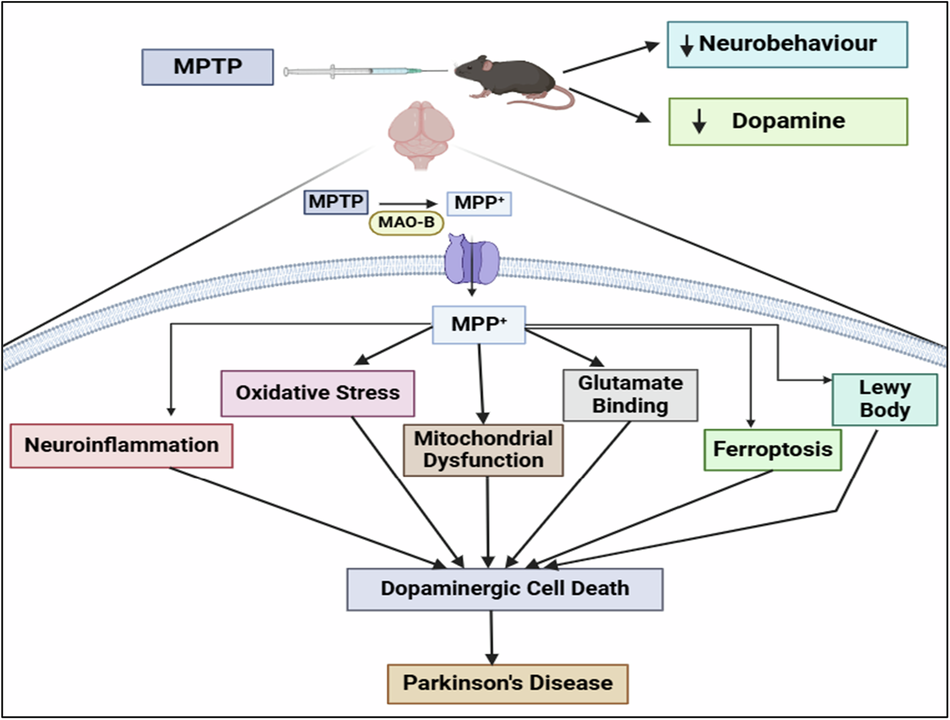 glutathione parkinson Unrevealing the molecular mechanisms of MPTP-induced Parkinson's in  experimental animals | Medicinal Chemistry Research