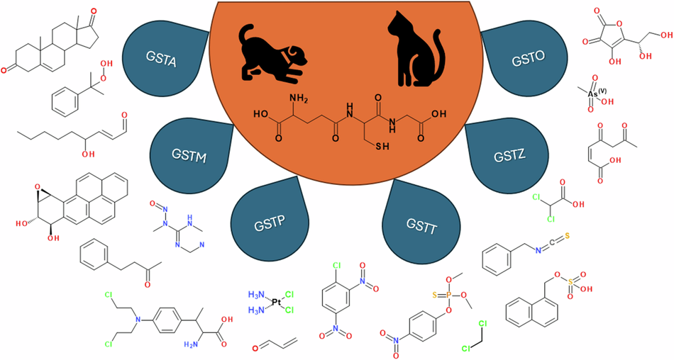 Glutathione transferases in cats and dogs: diversity, structure, and  function | Medicinal Chemistry Research