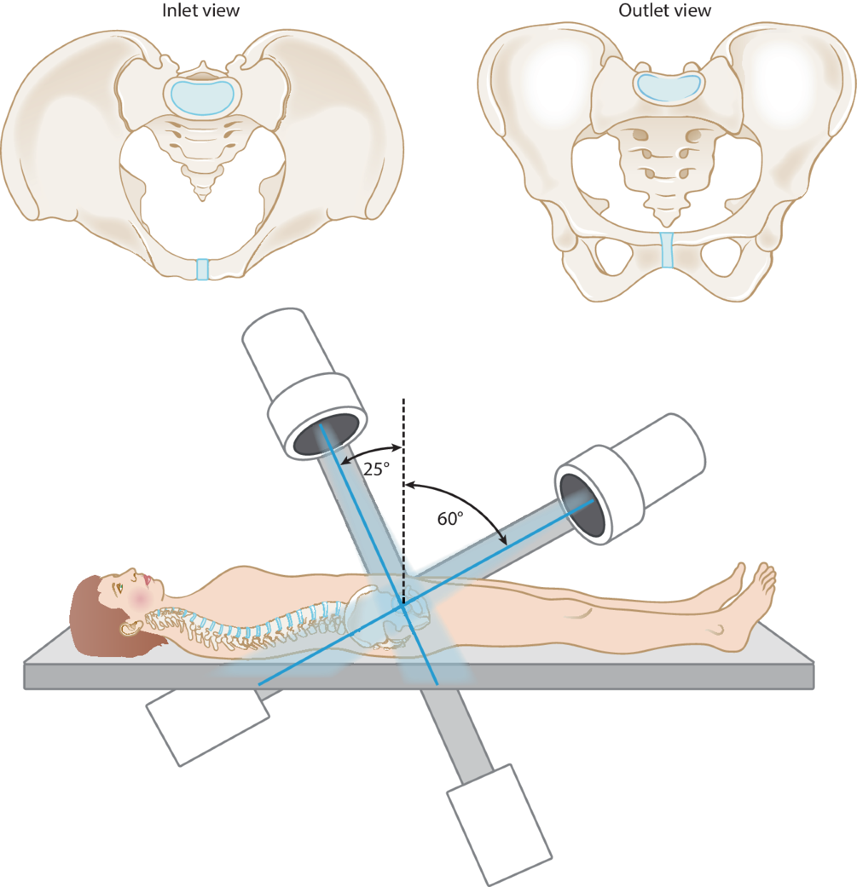 Pelvis: Anatomy [+ Labeled Diagram] | Concise Medical Knowledge, image size:1200x1242