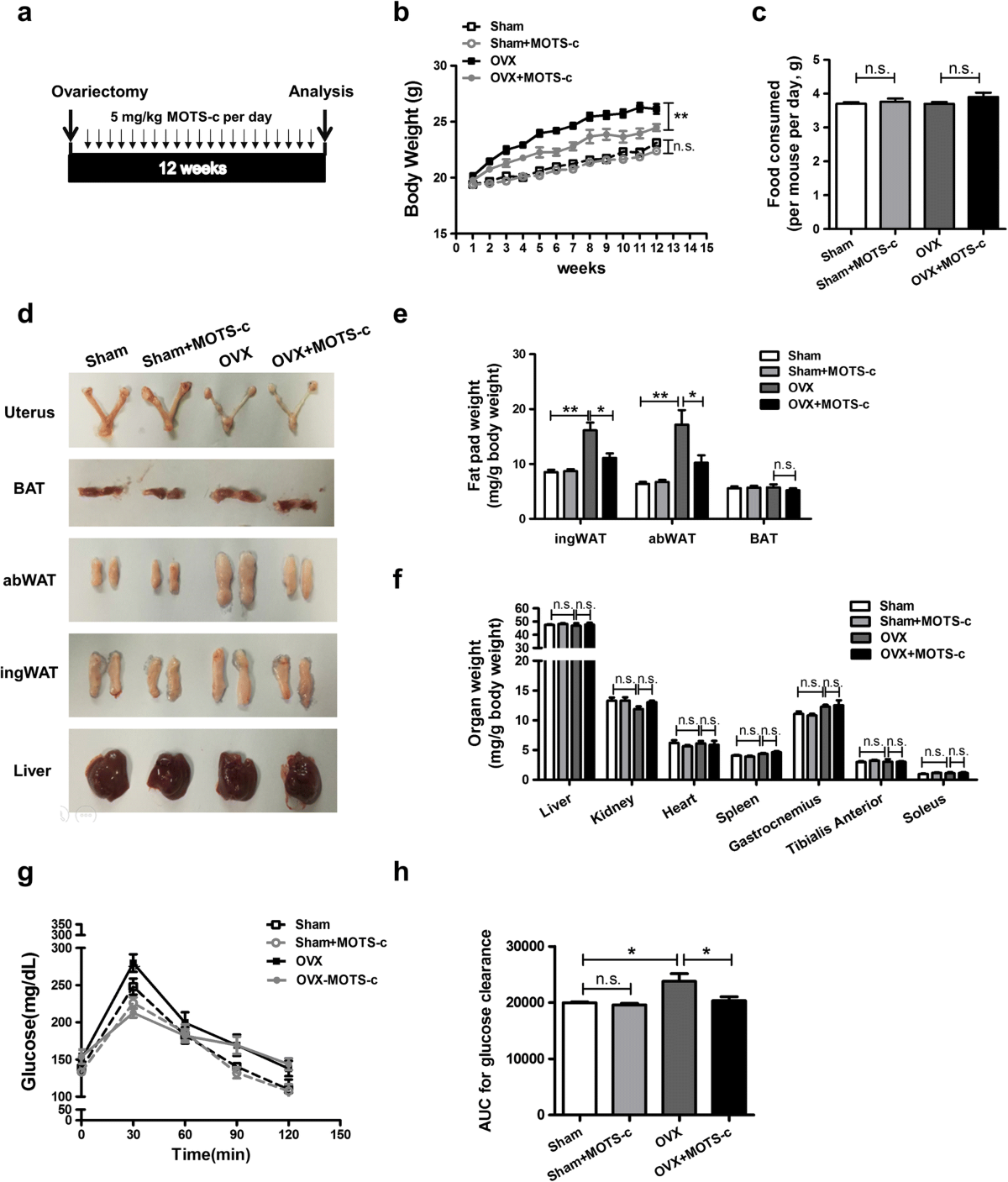 MOTS-c peptide regulates adipose homeostasis to prevent ovariectomy-induced  metabolic dysfunction | Journal of Molecular Medicine