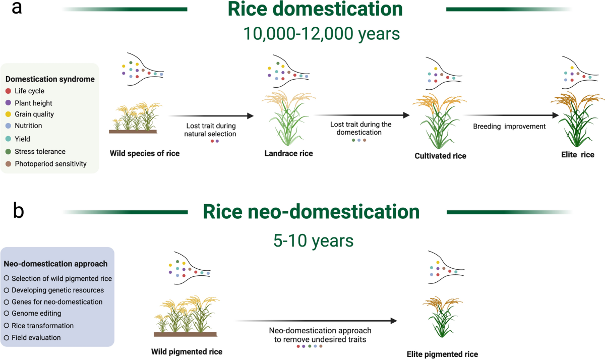 Harnessing neo-domestication of wild pigmented rice for enhanced nutrition  and sustainable agriculture | Theoretical and Applied Genetics | Springer  Nature Link