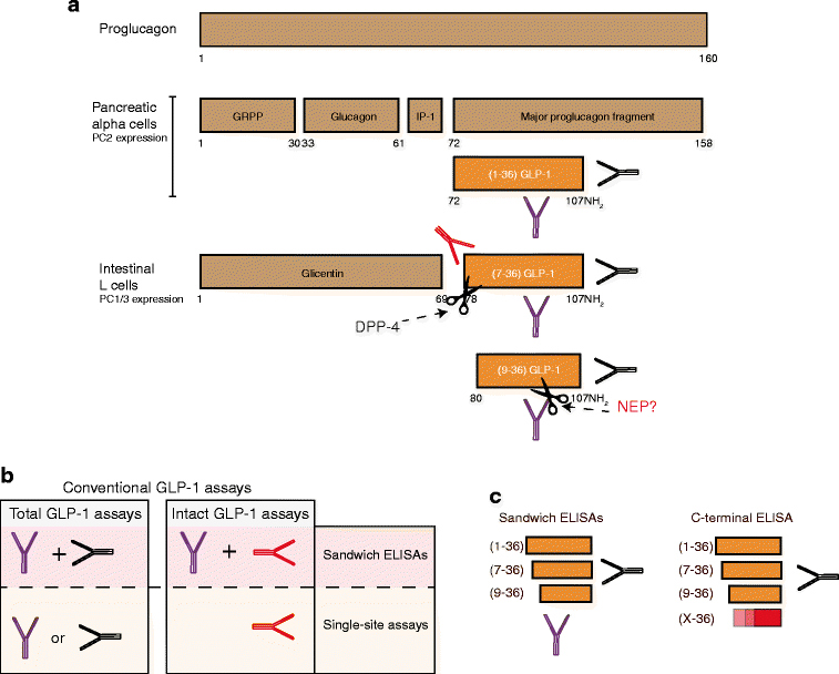 glp 1 elisa millipore Why is it so difficult to measure glucagon-like peptide-1 in a mouse? |  Diabetologia