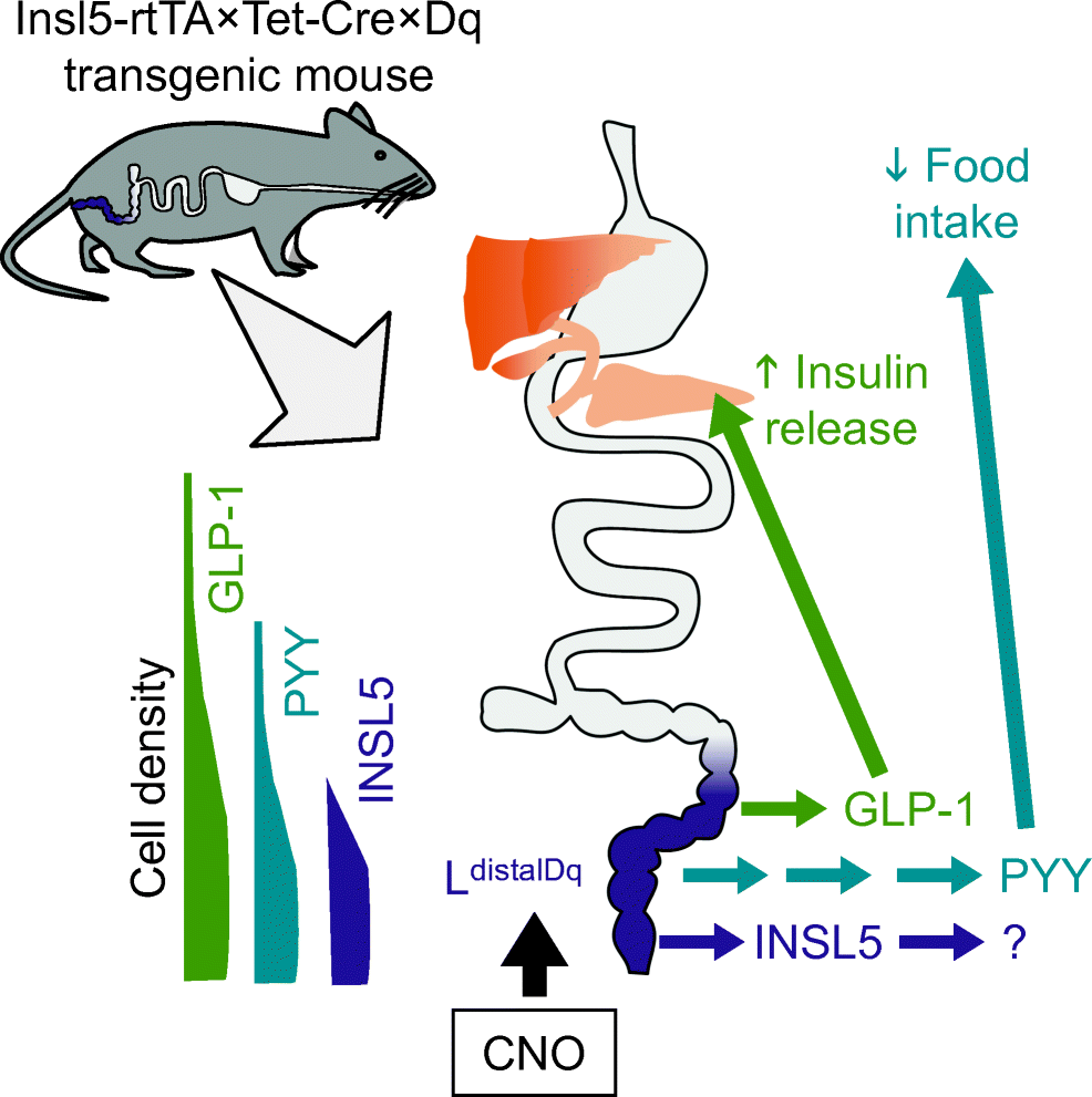 Selective stimulation of colonic L cells improves metabolic outcomes in mice | Diabetologia | Springer Nature Link Selective stimulation of colonic L cells improves metabolic outcomes in mice | Diabetologia | Springer Nature Link