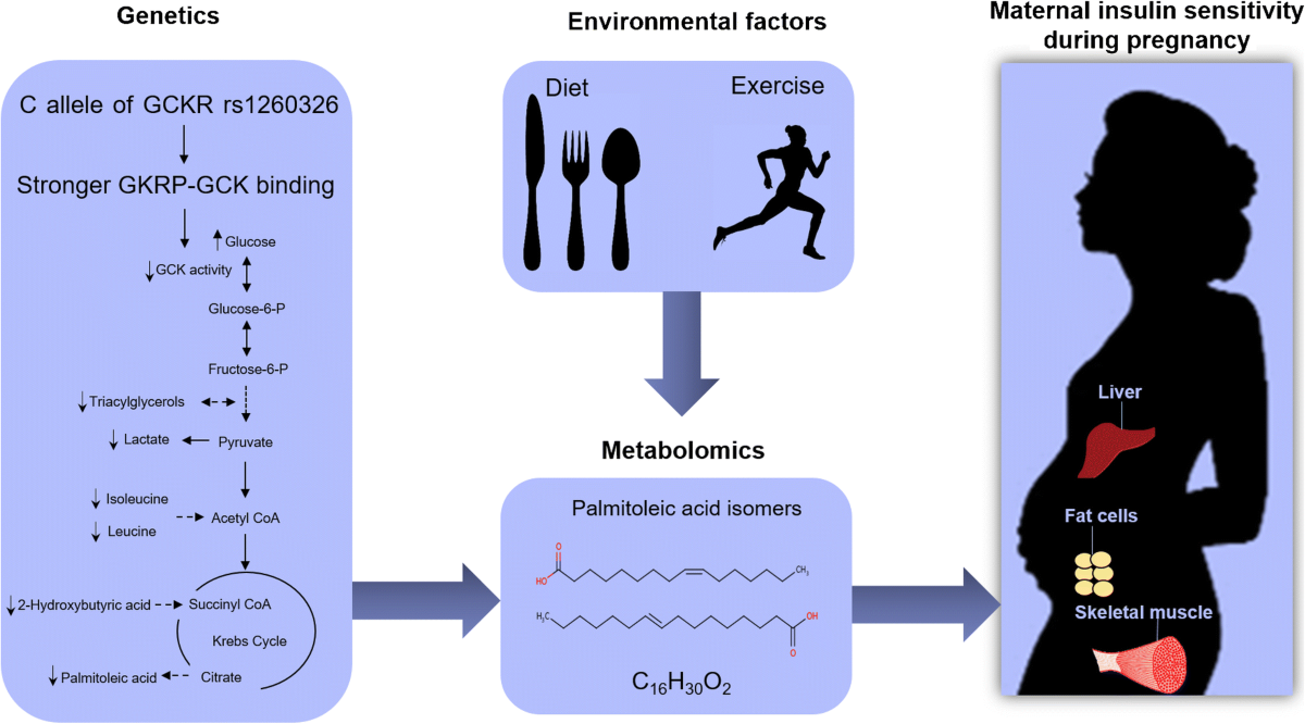 l-carnitine in gestational diabetes l carnitine l tartrate pregnancy L-Tartrate Inhibits Risks and benefits of carnitine