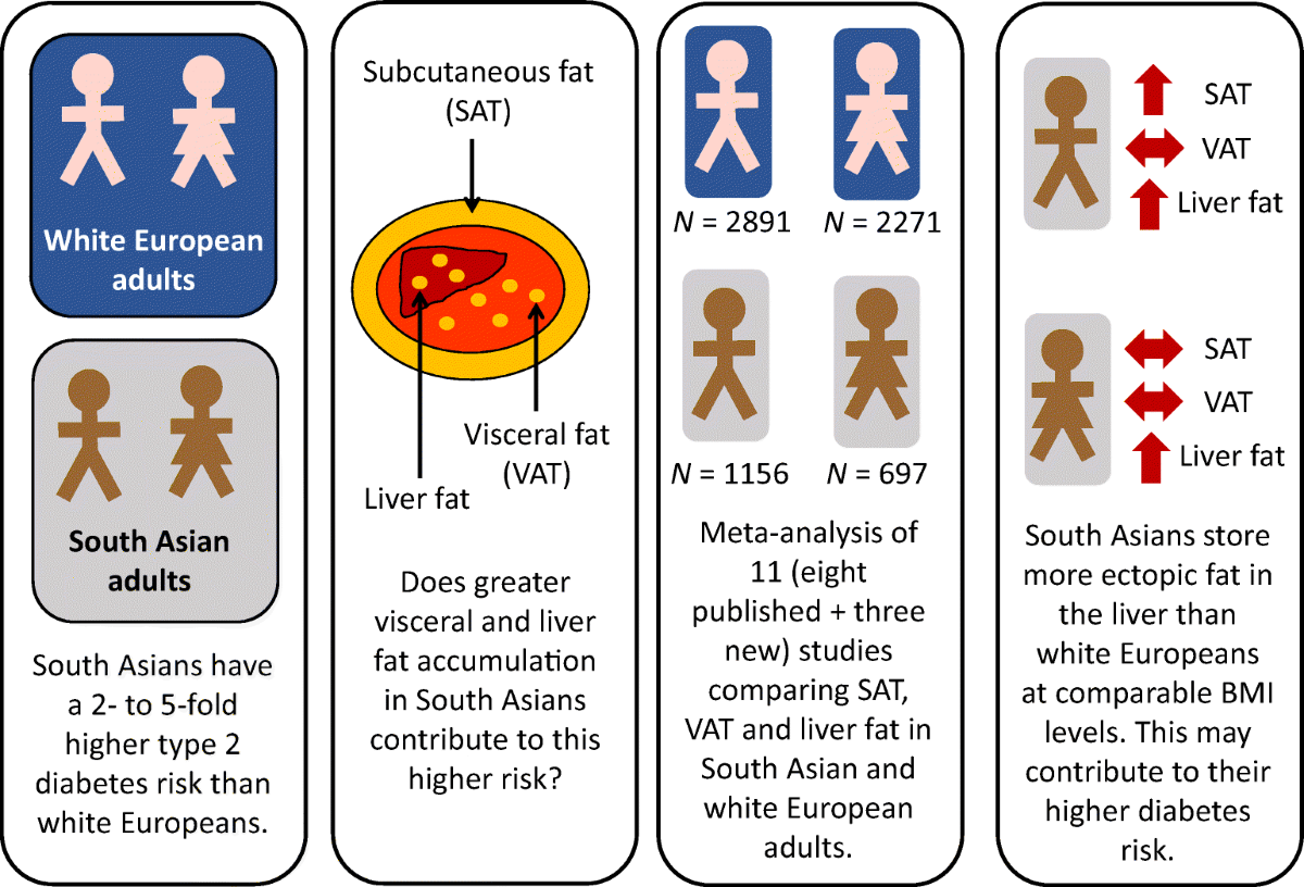 Liver, visceral and subcutaneous fat in men and women of South Asian and  white European descent: a systematic review and meta-analysis of new and  published data | Diabetologia