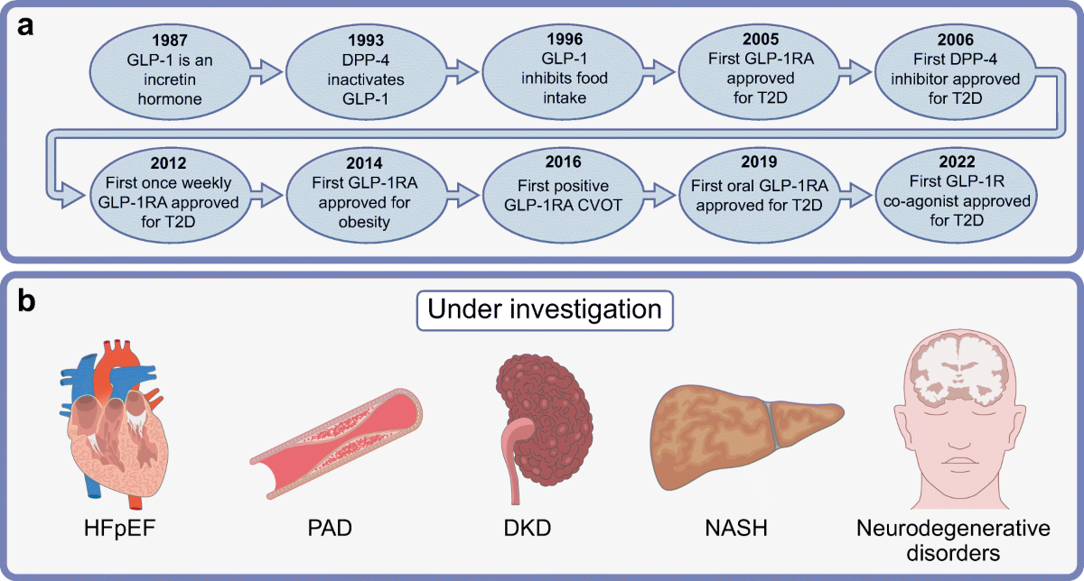 glp 1 while ttc Preconception GLP-1 Use Not Linked to Higher Pregnancy Risk
