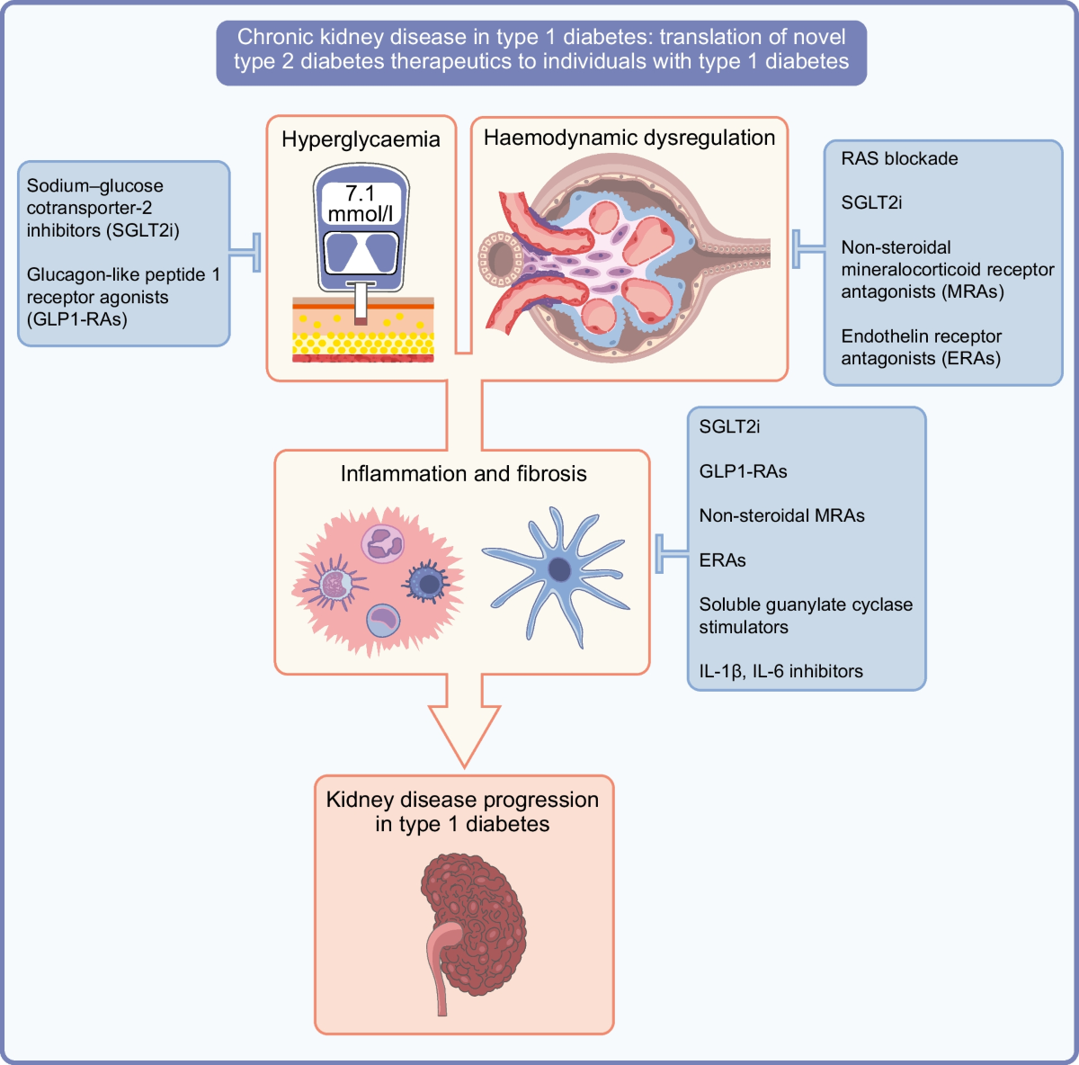glp-1 kidney Chronic kidney disease in type 1 diabetes: translation of novel type 2  diabetes therapeutics to individuals with type 1 diabetes | Diabetologia