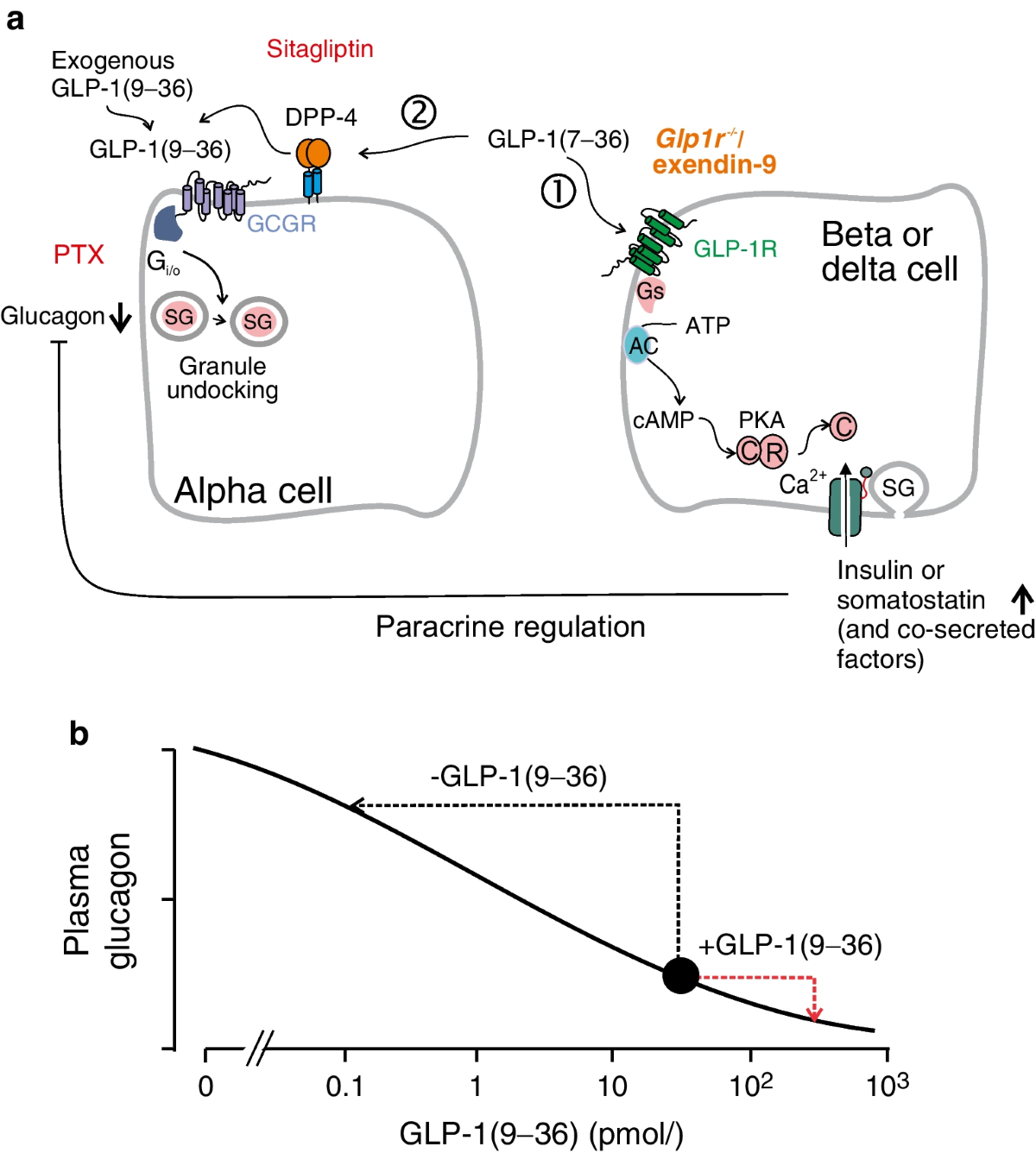 glp 1 sigma GLP-1 metabolite GLP-1(9–36) is a systemic inhibitor of mouse and human  pancreatic islet glucagon secretion | Diabetologia