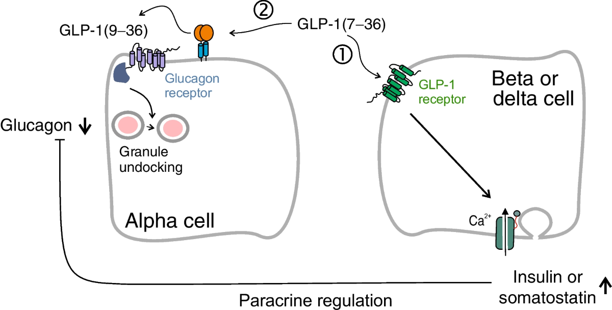 what are the side effects of glp 1 patches How To Manage GLP-1 Side Effects