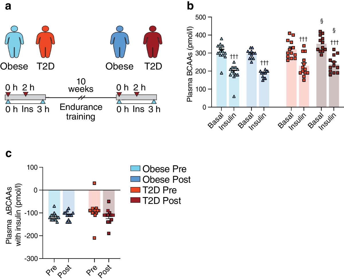 Effect of acute exercise and exercise training on the ability of insulin to  clear branched-chain amino acids from plasma in obesity and type 2 diabetes  | Diabetologia
