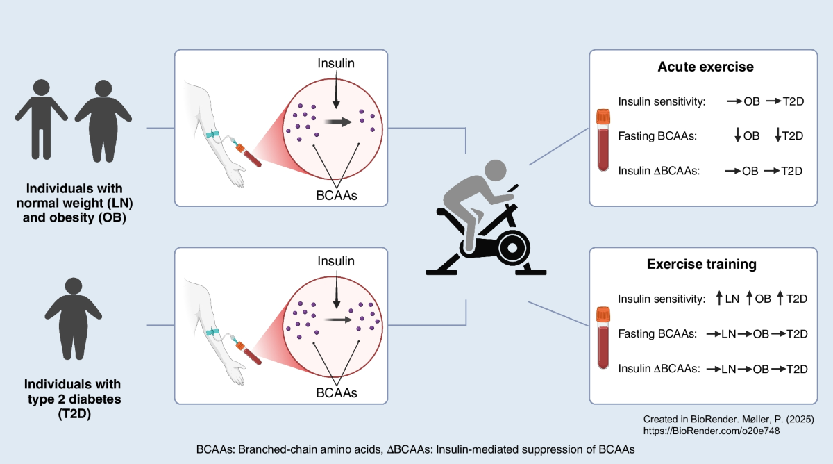 Effect of acute exercise and exercise training on the ability of insulin to  clear branched-chain amino acids from plasma in obesity and type 2 diabetes  | Diabetologia
