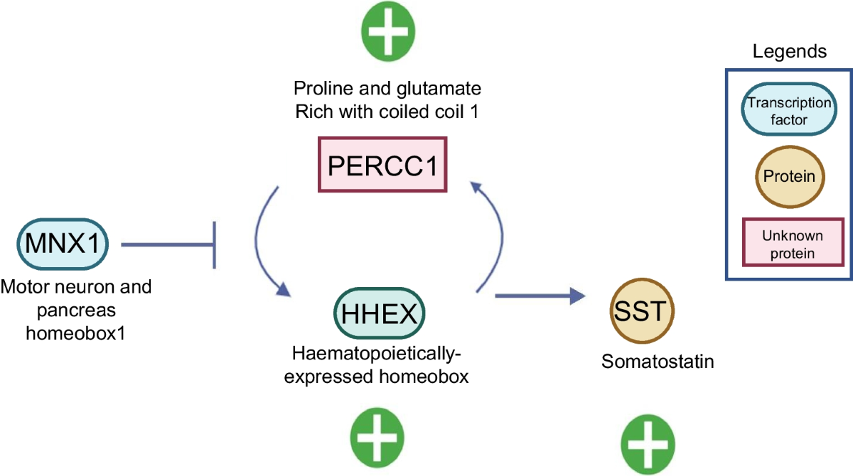 benefits of tesamorelin ipamorelin Growth Hormone Peptides; A Comparative Review