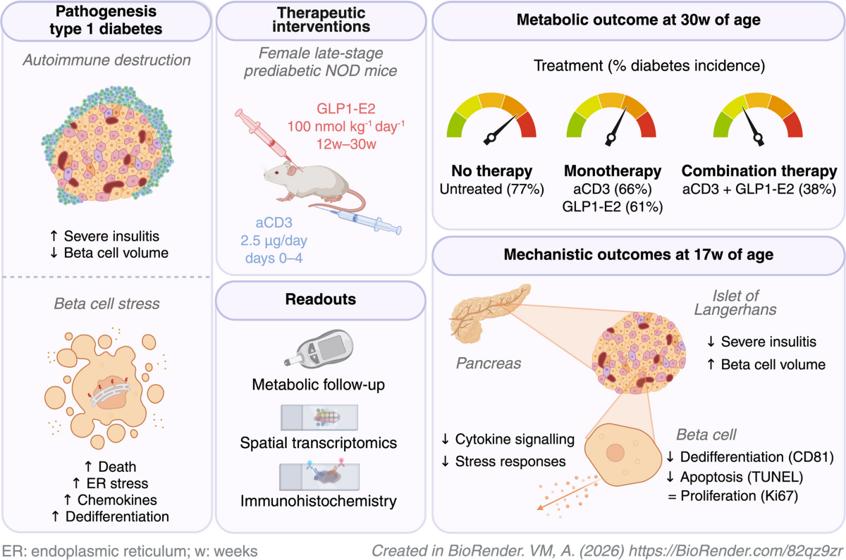 what happens when you microdose glp 1 GLP-1 Microdosing 2026: 0.1mg Chart + Tolerance Schedule Guide what happens when you microdose glp 1 GLP-1 Microdosing 2026: 0.1mg Chart + Tolerance Schedule Guide