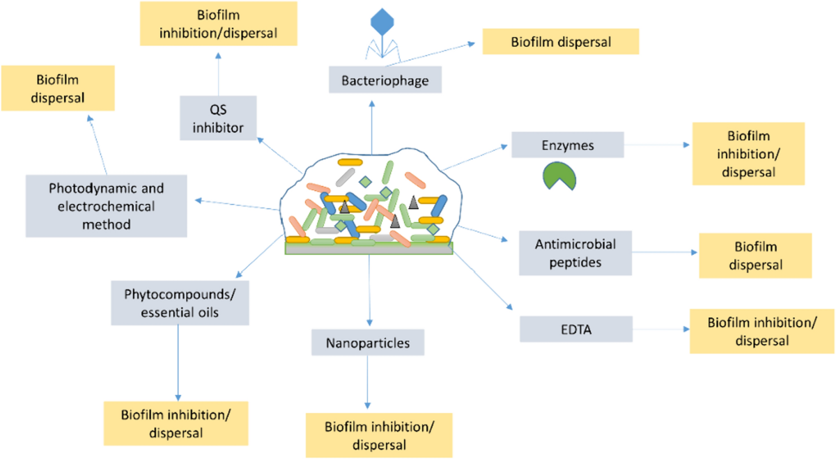 glutathione biofilm The glutathione pathway is required for biofilm formation in Acinetobacter  baumannii main image 0