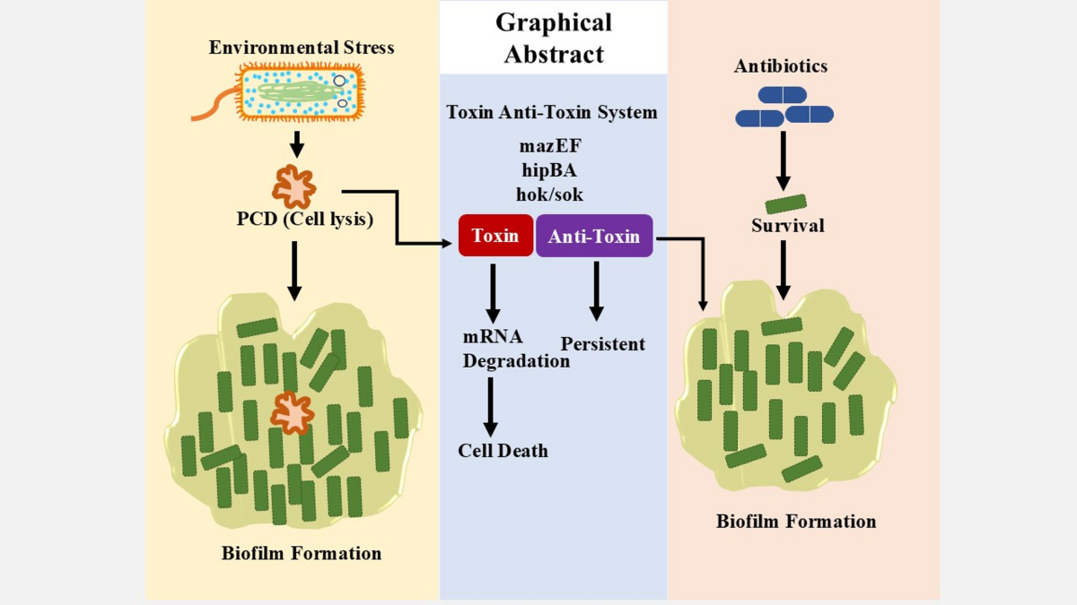 How Do Toxin Antitoxin Systems Contribute to Plasmid Maintenance: Key Insights