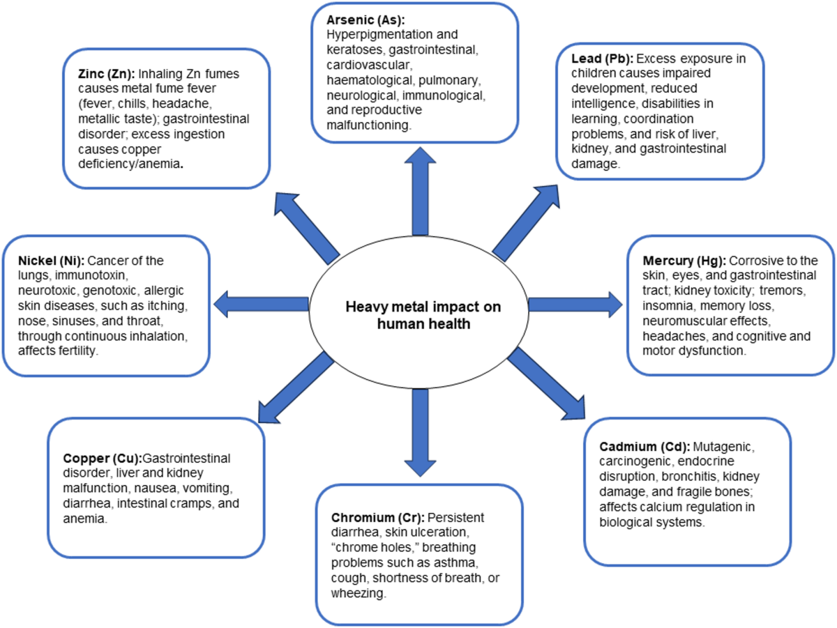 Fungi to the rescue: recent advances, mechanistic insights and omics-based perspectives in heavy metal mycoremediation | Archives of Microbiology