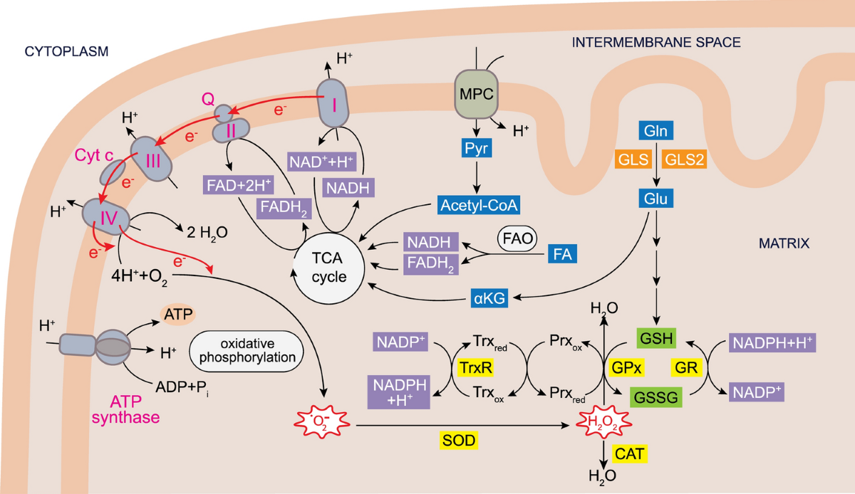 Glutaminases regulate glutathione and oxidative stress in cancer | Archives  of Toxicology | Springer Nature Link